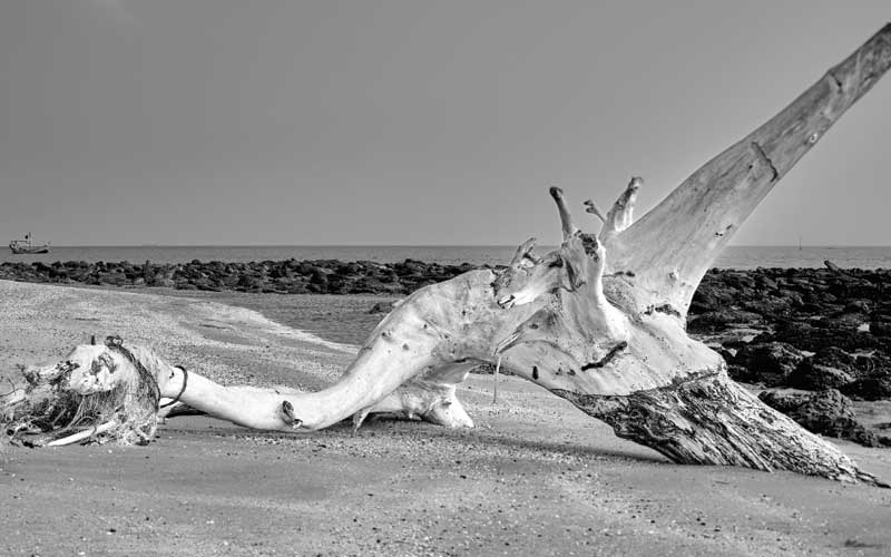 Driftwood on shore